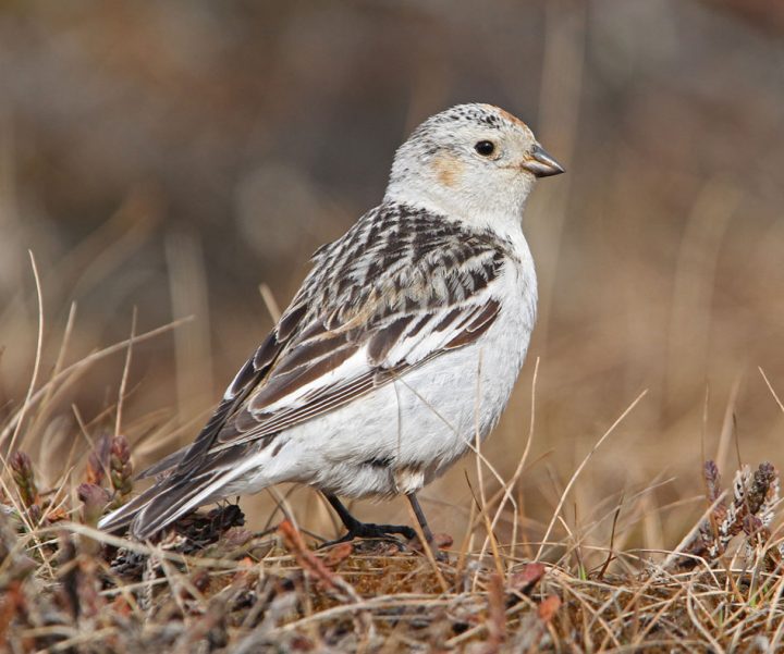 Female Snow Bunting in breeding plumage. Photo by Christoph Moning/Macaulay Library.
