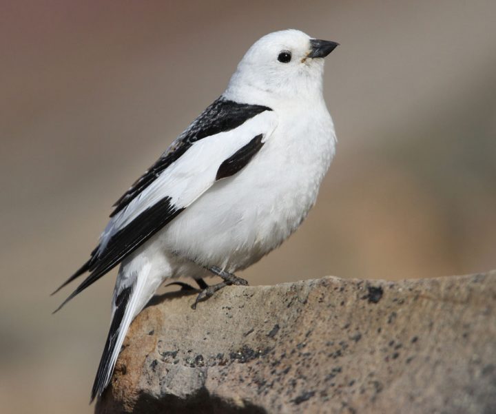 Male Snow Bunting in breeding plumage. Photo by Christoph Moning/Macaulay Library.