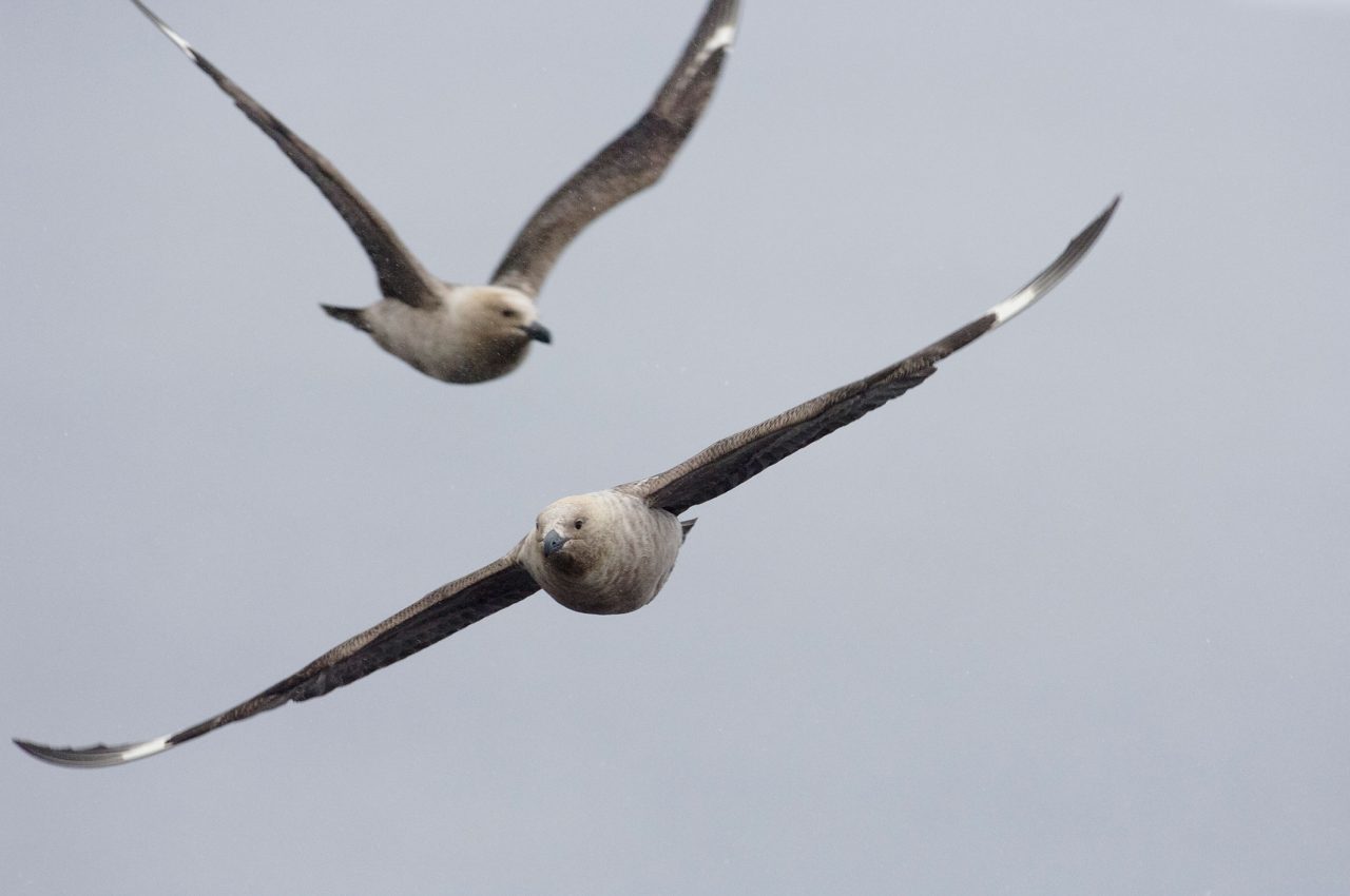 Two skuas fly over. Photo by Chris Linder.