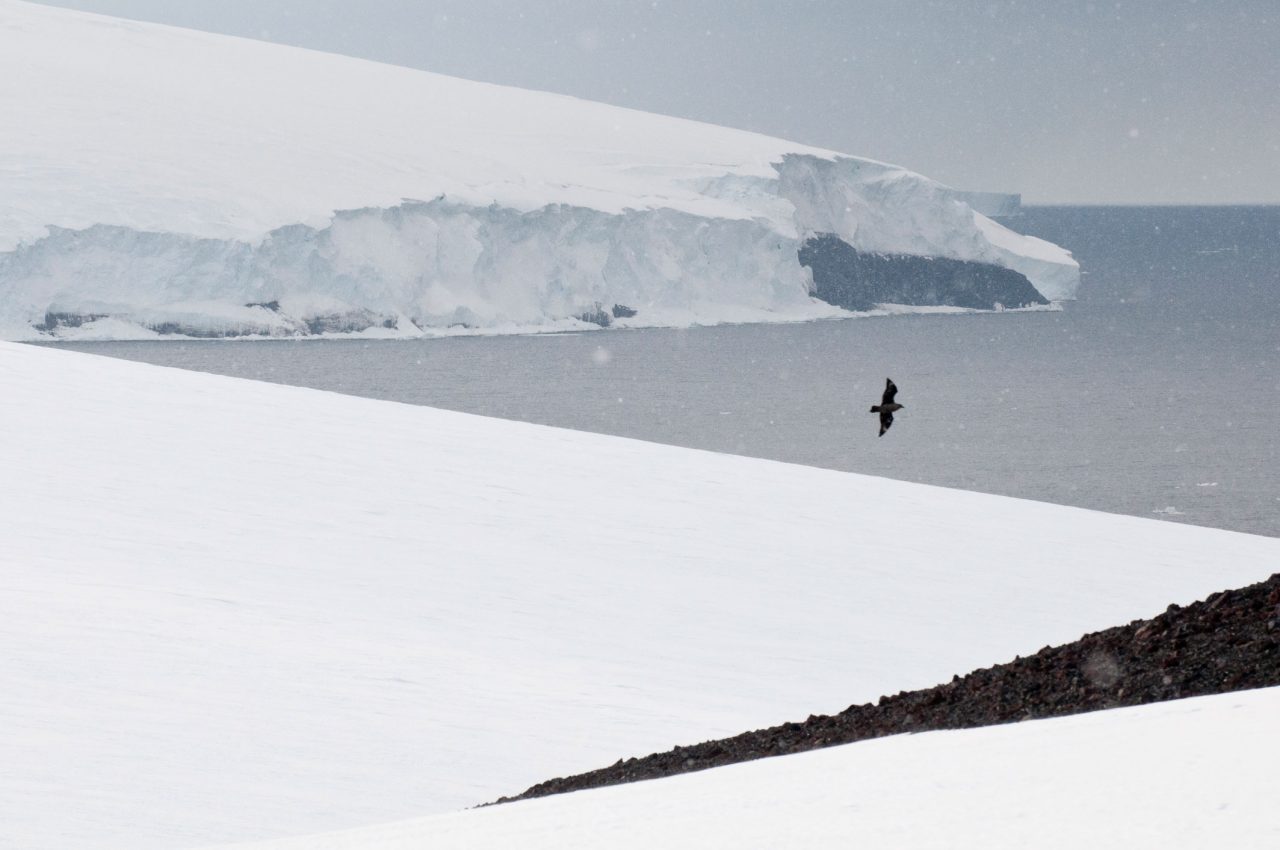 Lone skua flying over Antarctica. Photo by Chris Linder.