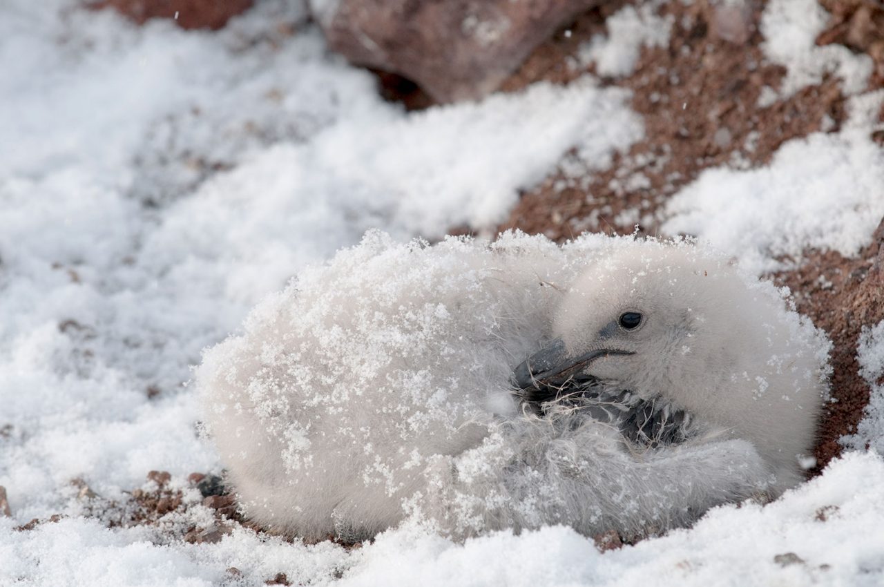 A Skua chick in the snow. Photo by Chris Linder.