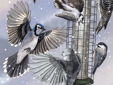 illustration of birds fighting at a bird feeder in the snow.