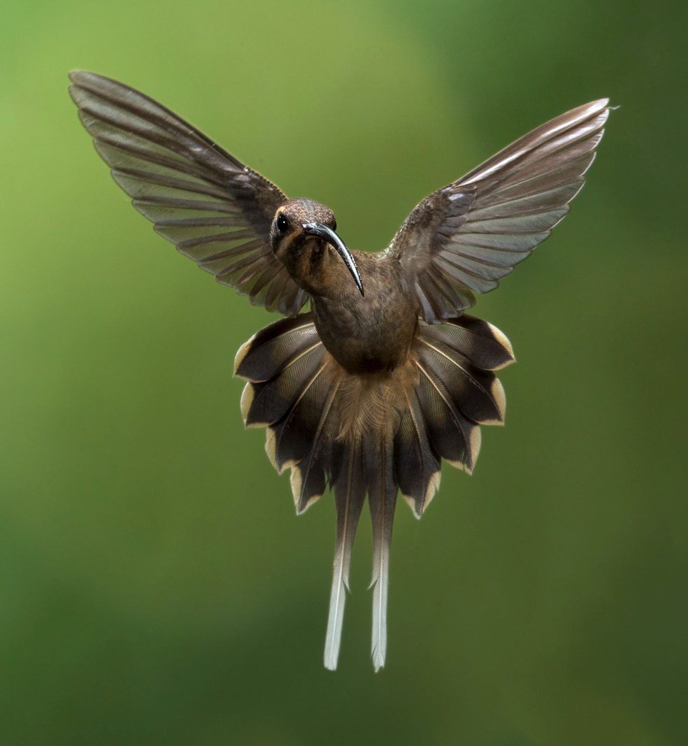 Long-billed Hermit by Chris Jiminez