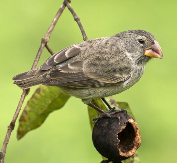 Medium Ground-Finch, female, by JMC Nature Photos Via Birdshare.
