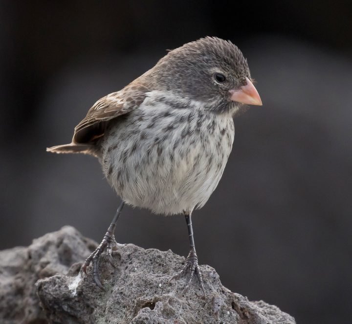 Small Ground-Finch, female, by JMC Nature Photos via Birdshare
