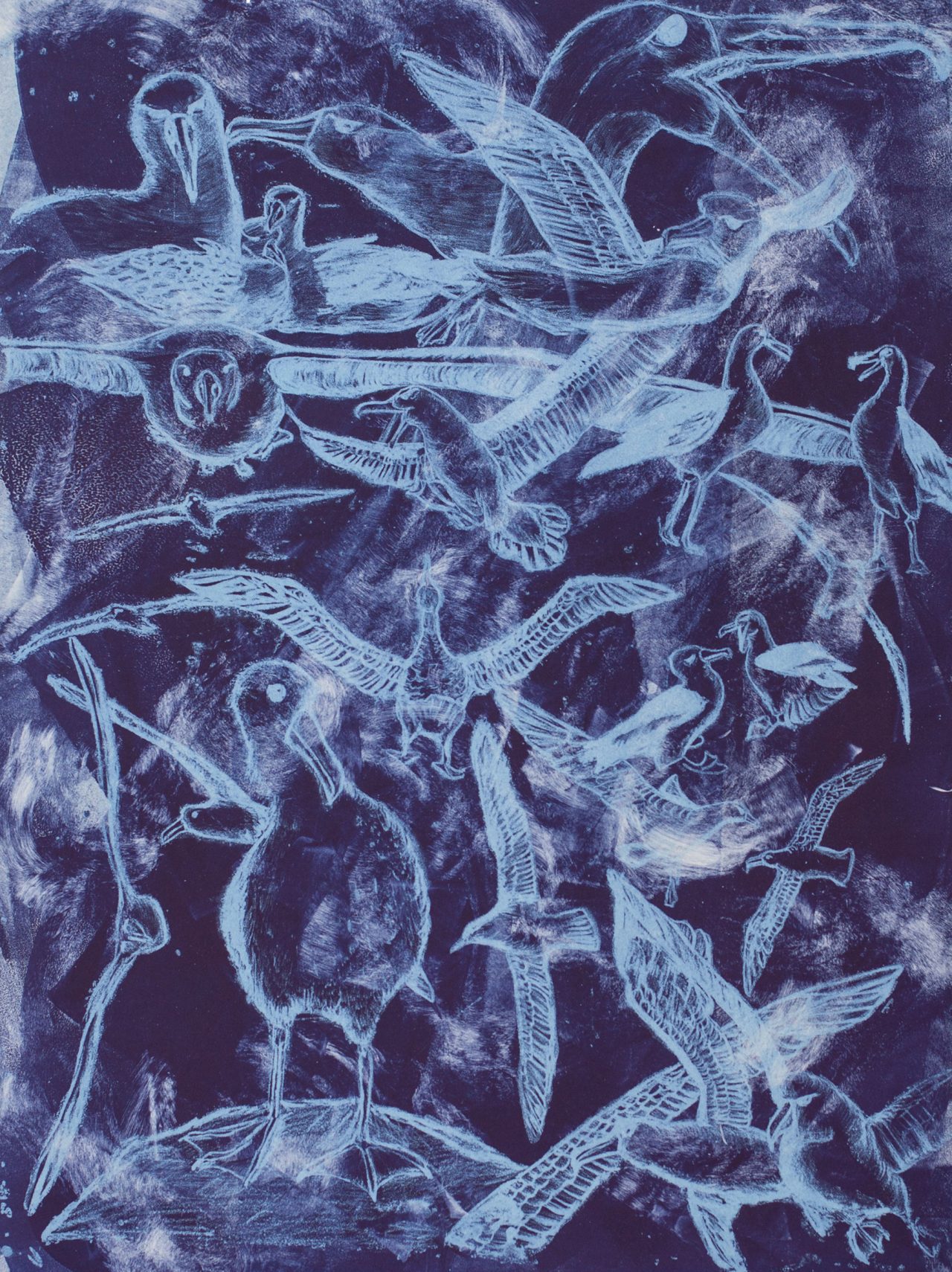Albatross Blue, Lithograph by Kylie Corwin