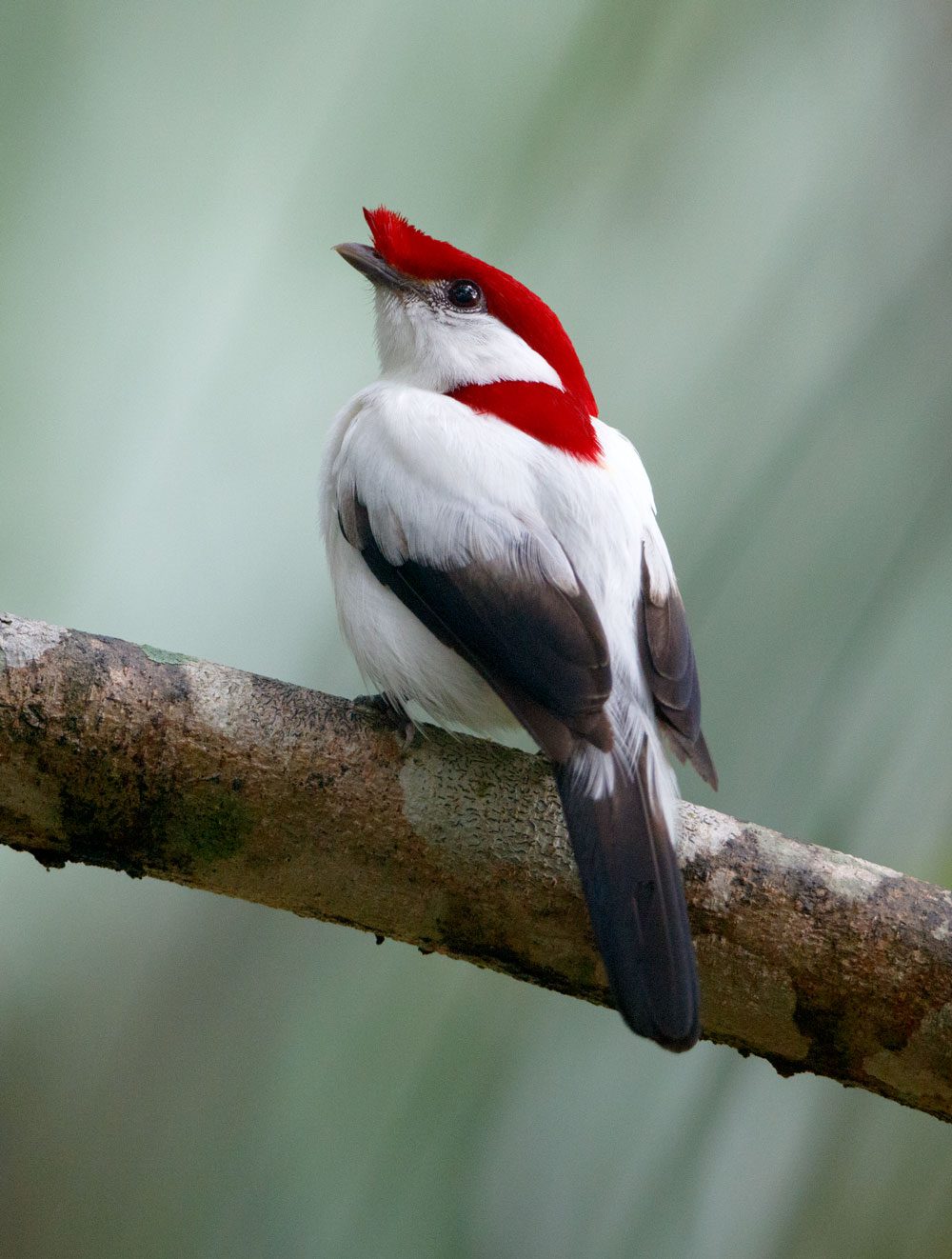 Aquasis biologist Weber Silva has closely studied the breeding biology of Araripe Manakins in their wet-forest habitat. Silva says the red head of the male Araripe Manakin is derived from pigments in the brightly colored berries that the birds eat. Head color plays an important role in sexual selection. The males seek perches in forest openings, where sunlight shines through the canopy and reflects off their blazing pompadours. Photo by Gerrit Vyn