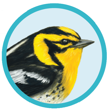 Blackburnian Warbler, Illustration by Bartels Science Illustrator Phillip Krzeminski