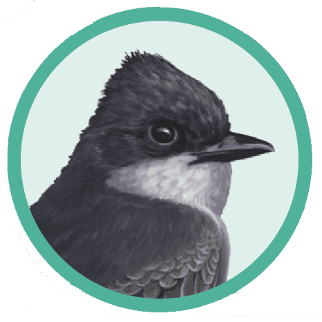 Eastern Kingbird, Illustration by Bartels Science Illustrator Phillip Krzeminski