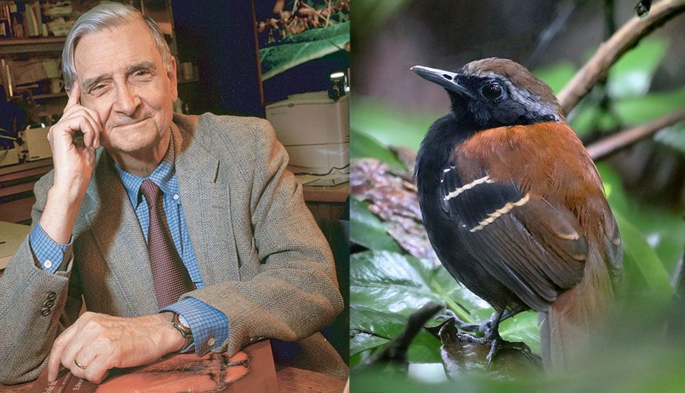 E.O. Wilson by Jim Harrison; Cordillera Azul Antbird (Myrmoderus eowilsoni) by Andrew Spencer/Macaulay Library.