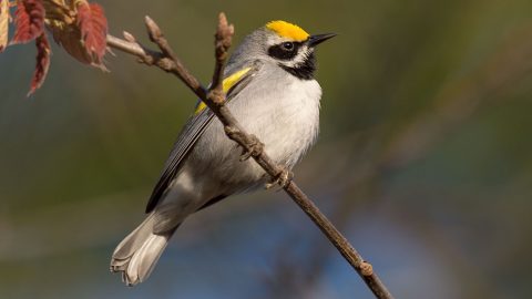 Golden-winged Warbler by Ray Hennessy