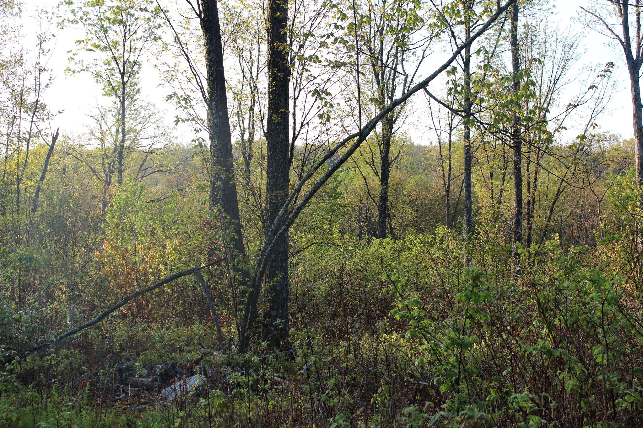 Clumps of trees among early successional forests provide optimal habitat for the golden-winged warbler. Credit: Justin Fritscher, NRCS.