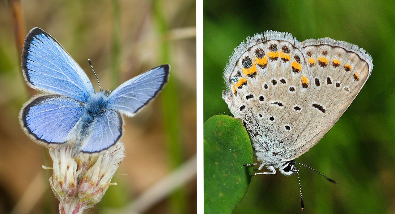 The Karner blue butterfly is just one of many shrubland butterflies that depend on early successional habitat. Here, it is pictured from above and below. Photos by Justin Meissen (left) and Joel Trick/USFWS (right) via Creative Commons.