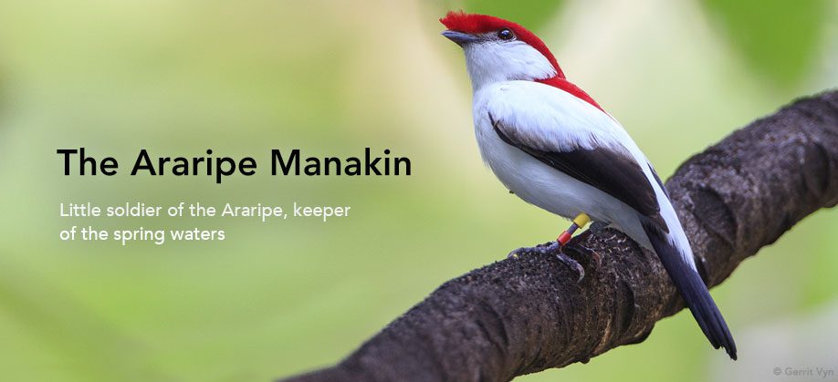 Araripe Manakin TOC banner for Living Bird spring 2018, by Gerrit Vyn