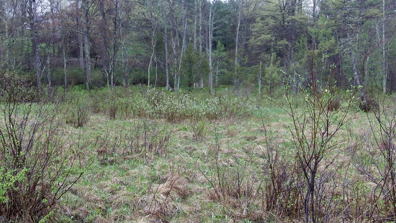 Does Protecting Birds Help Conserve Natural Resources in Forests? Discover Why