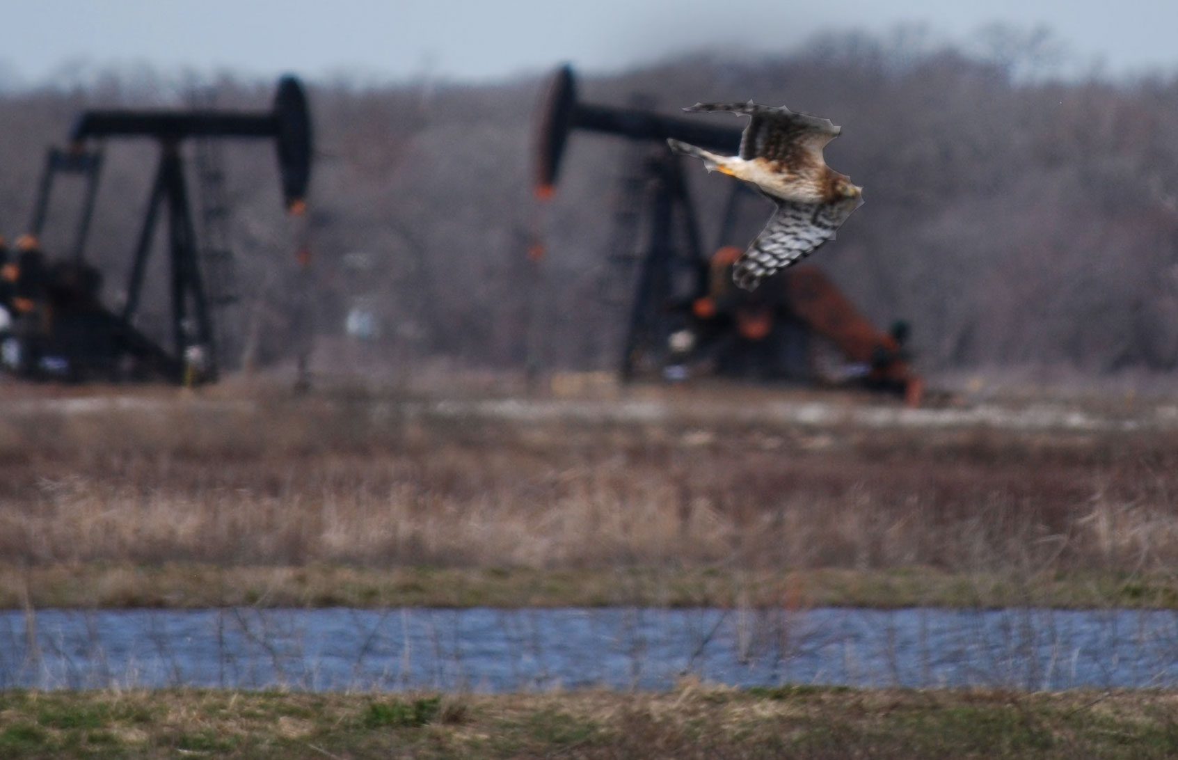 A Northern Harrier at the Hagerman NWR in TX. Photo by Sunshine Girl via Birdshare.
