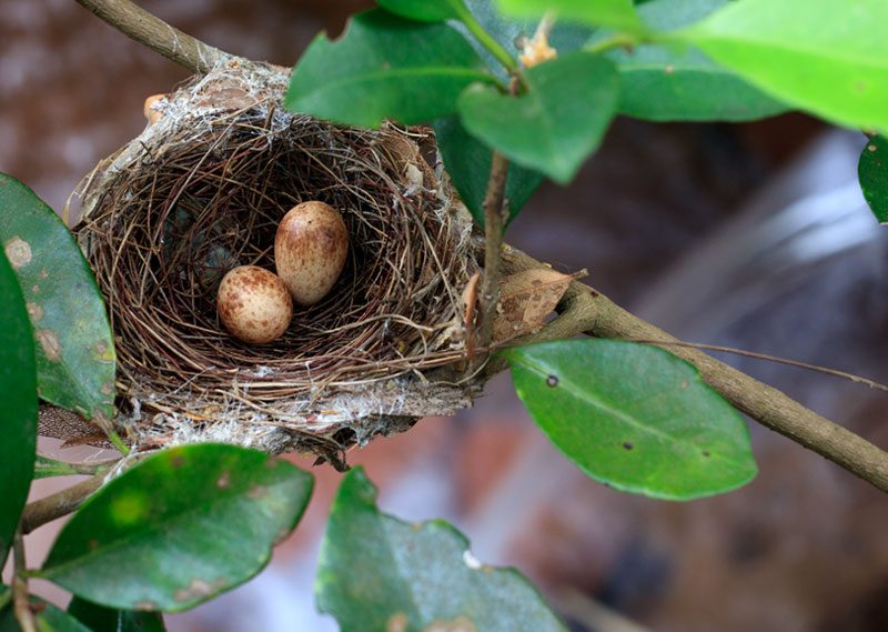 “We have found nests not exactly on top of running water, but really, really close to it, right above,” says Aquasis biologist Alberto Campos. He notes that Araripe Manakins tend to build their Lilliputian nest cups woven from leaves among the vines and branches that dangle just above the surface of streams. Photo by Gerrit Vyn