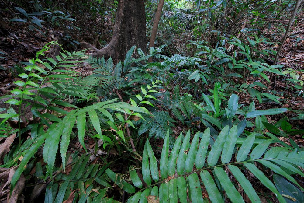 Lush forest in the Aquasis’s Oasis Reserve. Photo by Gerrit Vyn