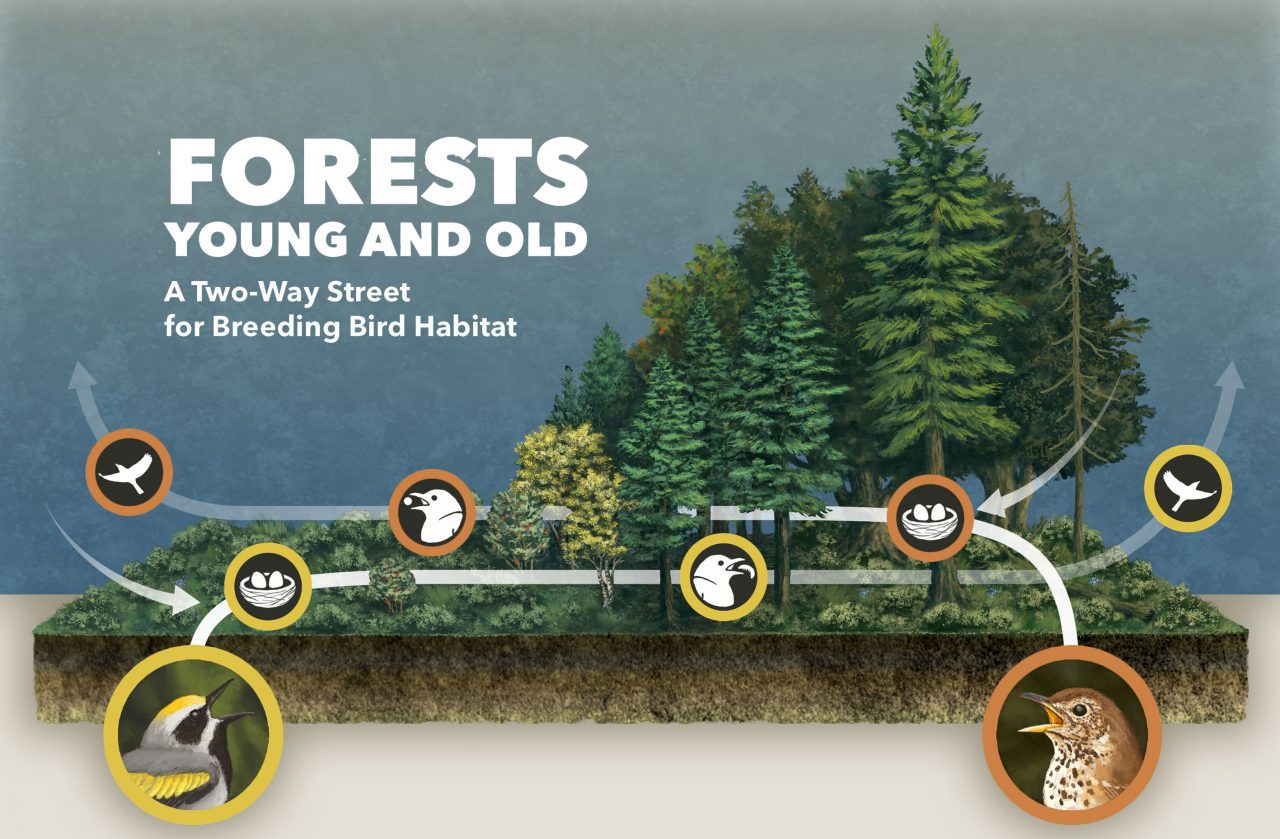 Landscapes with a mosaic of young and mature forest offer habitat for different birds at different stages of their life cycles. For example, Golden-winged Warblers that nest in young forest move their fledglings to older forest to feed on caterpillars and bugs before their first migration. On the other hand, Wood Thrushes that nest in mature forest move their fledglings to younger forest to feast on berries and fruits and build up energy reserves for their first long flight south for the winter. Graphic by Bartels Science Illustrator Phillip Krzeminski.