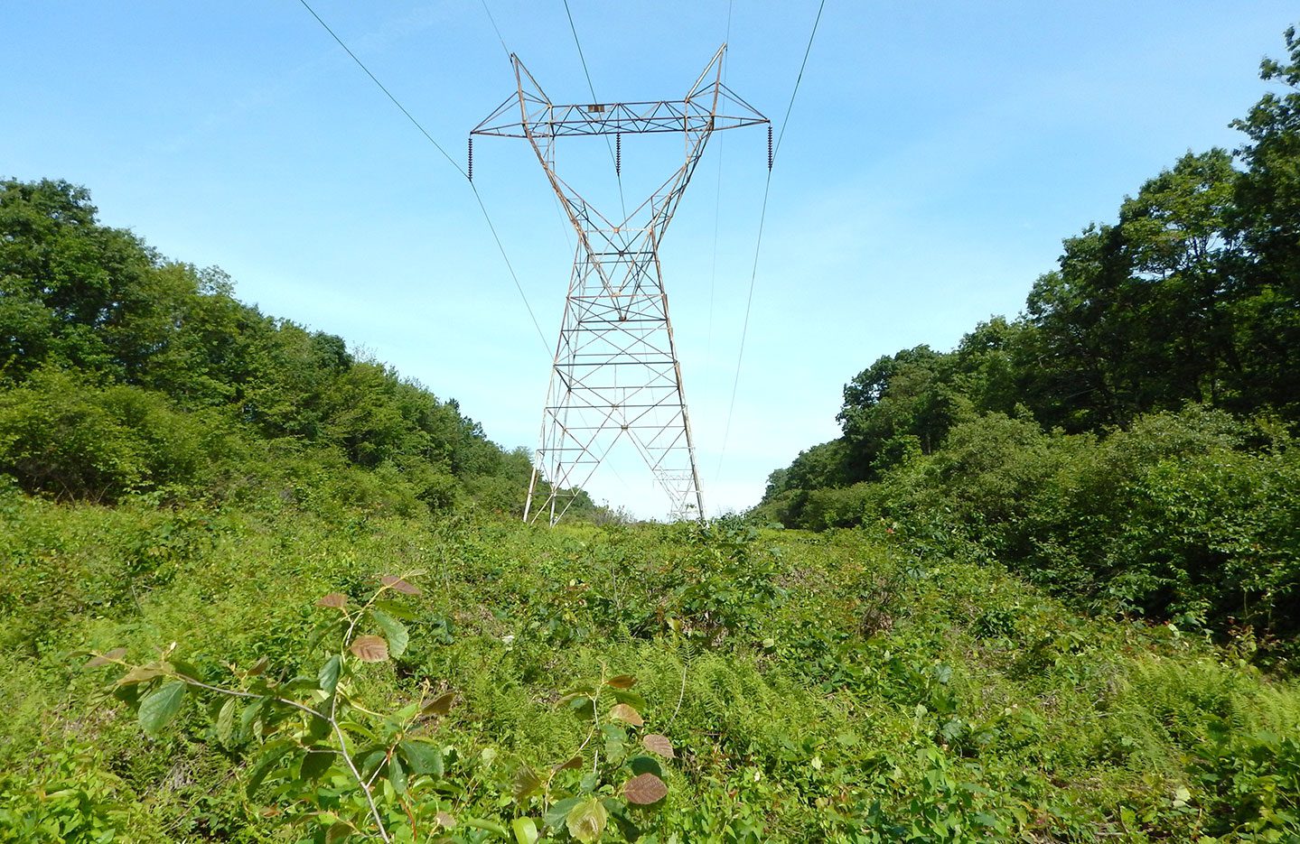Utility right-of-way lands, such as this powerline corridor in Pennsylvania, provide strips of de facto early successional habitat. Photo by Therese Boyd/Research & Teaching at Penn State Altoona.