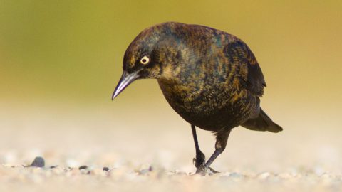Rusty Blackbird by Sparky Stensaas