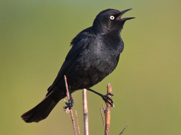 Males are an iridescent black during the spring and summer. Photo by David W. Shaw.