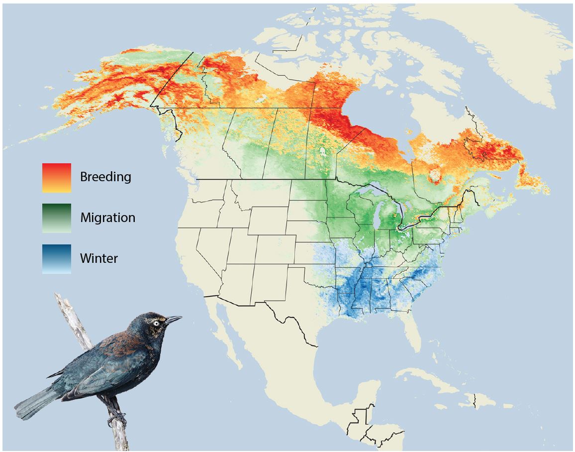 Rusty Blackbirds range across the boreal forest in breeding season and winter mostly in the American South. eBird models show how Rusty Blackbird breeding populations are clustered at the northern end of their range. Rusty Blackbirds have disappeared from many wetlands in the southern boreal forest. Overall, their population has plummeted by more than 90 percent in the past five decades. Map graphic by Jillian Ditner and Matt Strimas-Mackey. Data courtesy of eBird. Photo of Rusty Blackbird by Jeff Stacey/Macaulay Library.
