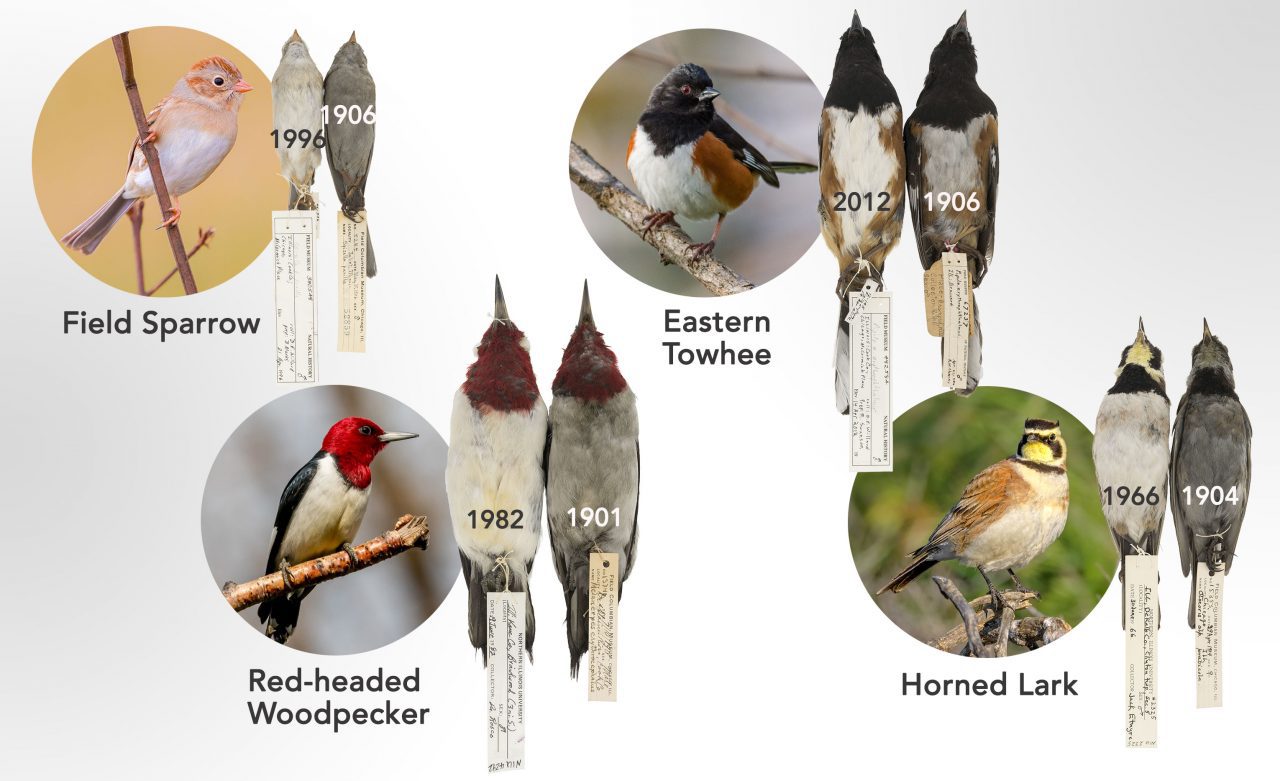Sooty specimens, photos by Carl Fuldner and Shane DuBay. Field Sparrow by Too Fellenbaum, Eastern Towhee by Rob Wallace, Red-headed Woodpecker by Rick McArthur, Horned Lark by CT_Imagery all via Birdshare.