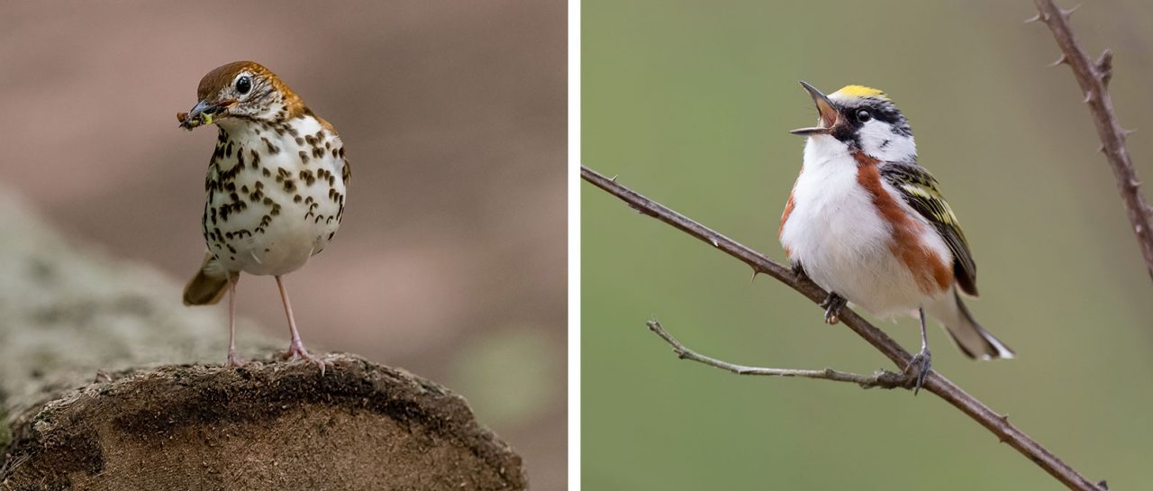Chestnut-sided Warbler(right), Wood Thrush (left), and Golden-winged Warblers (below) are all species that are suffering steep population declines. Though the warblers nest in early successional habitat, and the thrush in mature forest, recent research shows that these birds utilize the same mosaic of habitat throughout the breeding season. All three of these species need a mix of young and old forests to successfully raise their young and prepare them for their first migration. Chestnut-sided Warbler by Ray Hennessy; Wood Thrush by Bill Canosa.