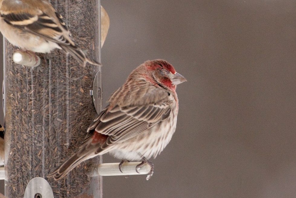House Finch with eye disease by Marie Read