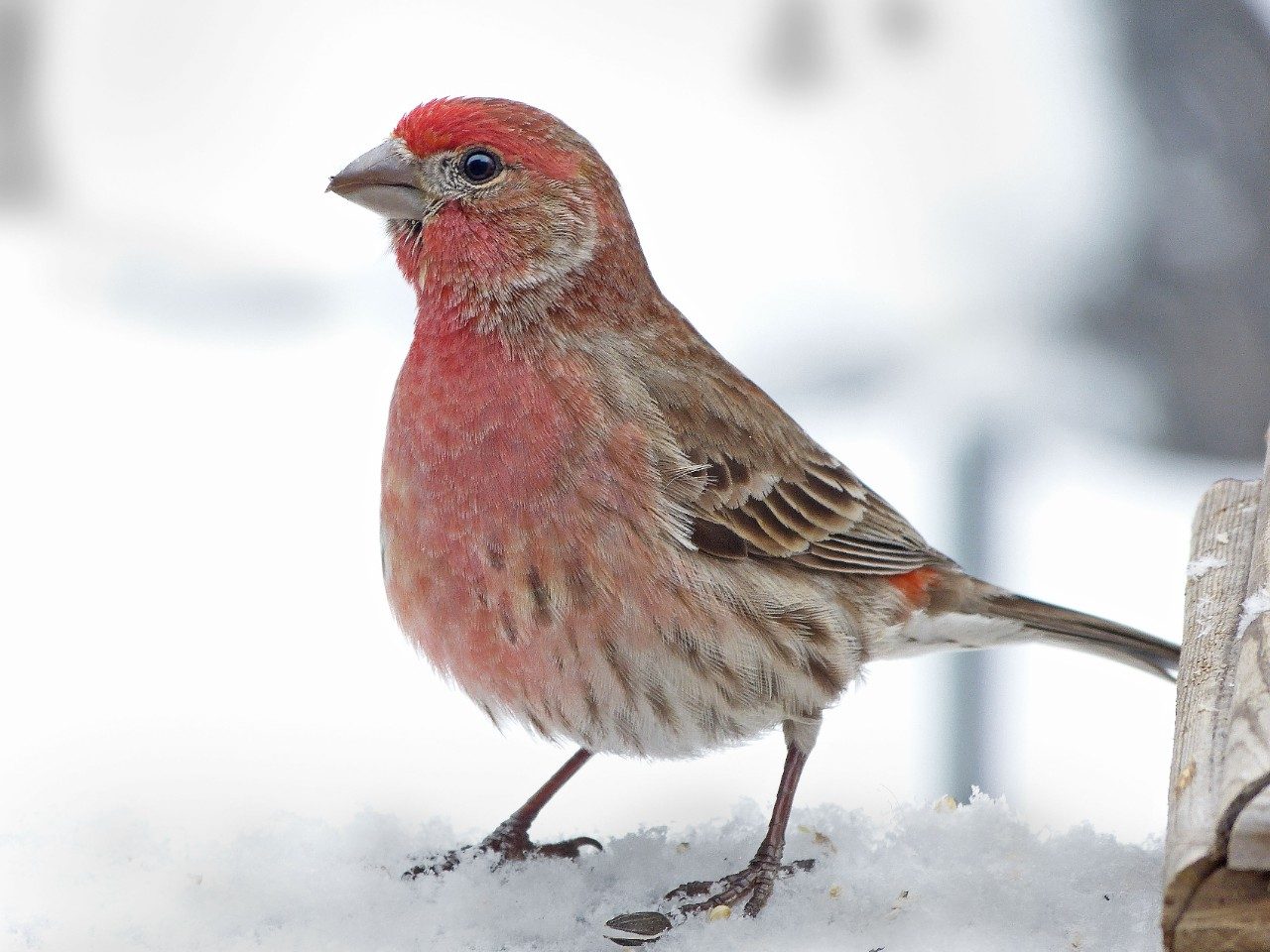 House Finch by Bob Vuxinic