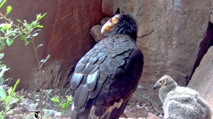 California Condor chick #871 is a female. Here, she is about seven weeks old and is pictured with her father. Both males and females bring food to the nest. Photo courtesy of the Cornell Lab of Ornithology Bird Cams