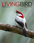 Living Bird spring 2018 cover image. photo by Gerrit Vyn