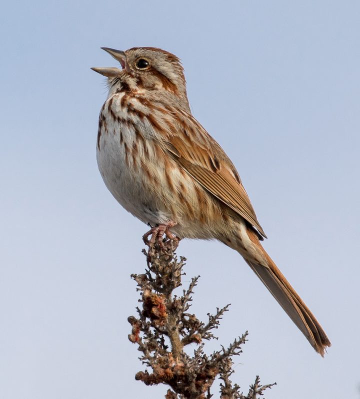 Song Sparrow singing by Drew Weber/Macaulay Library