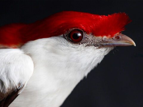 Close up of a bird with a brilliant red crest and top of head, white neck.