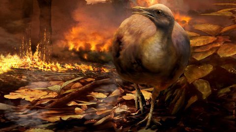 The Current Biology cover is an artist’s conception of a tinamou-like ground-dwelling species at the time of the asteroid impact. Painting by Cornell Lab Bartels Science Illustrator Phillip Krzeminski.