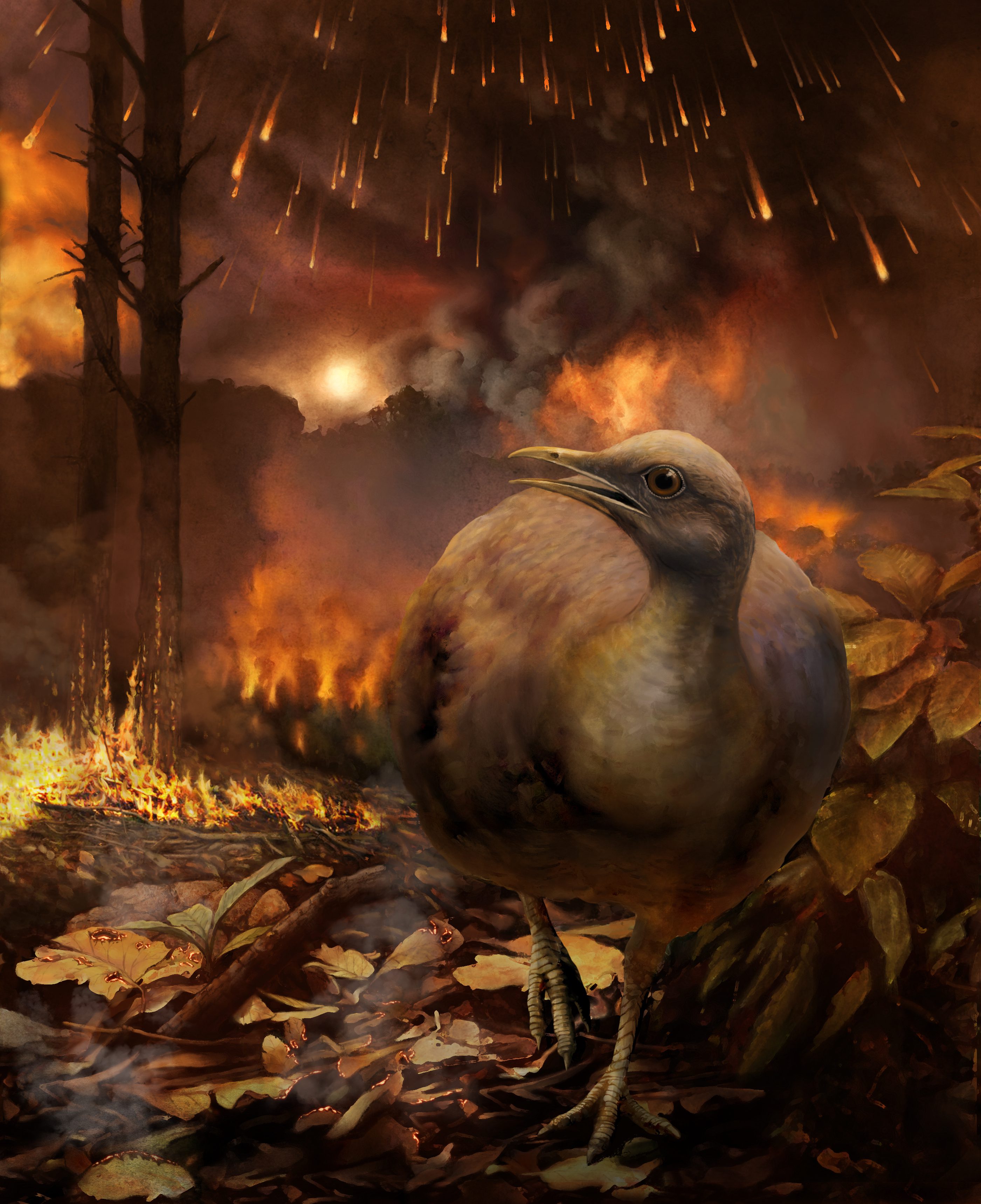 The Current Biology cover is an artist’s conception of a tinamou-like ground-dwelling species at the time of the asteroid impact. Painting by Cornell Lab Bartels Science Illustrator Phillip Krzeminski.