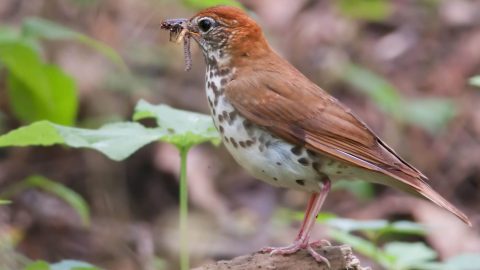 Wood Thrush with insects, by Kelly Colgan Azar via Birdshare.