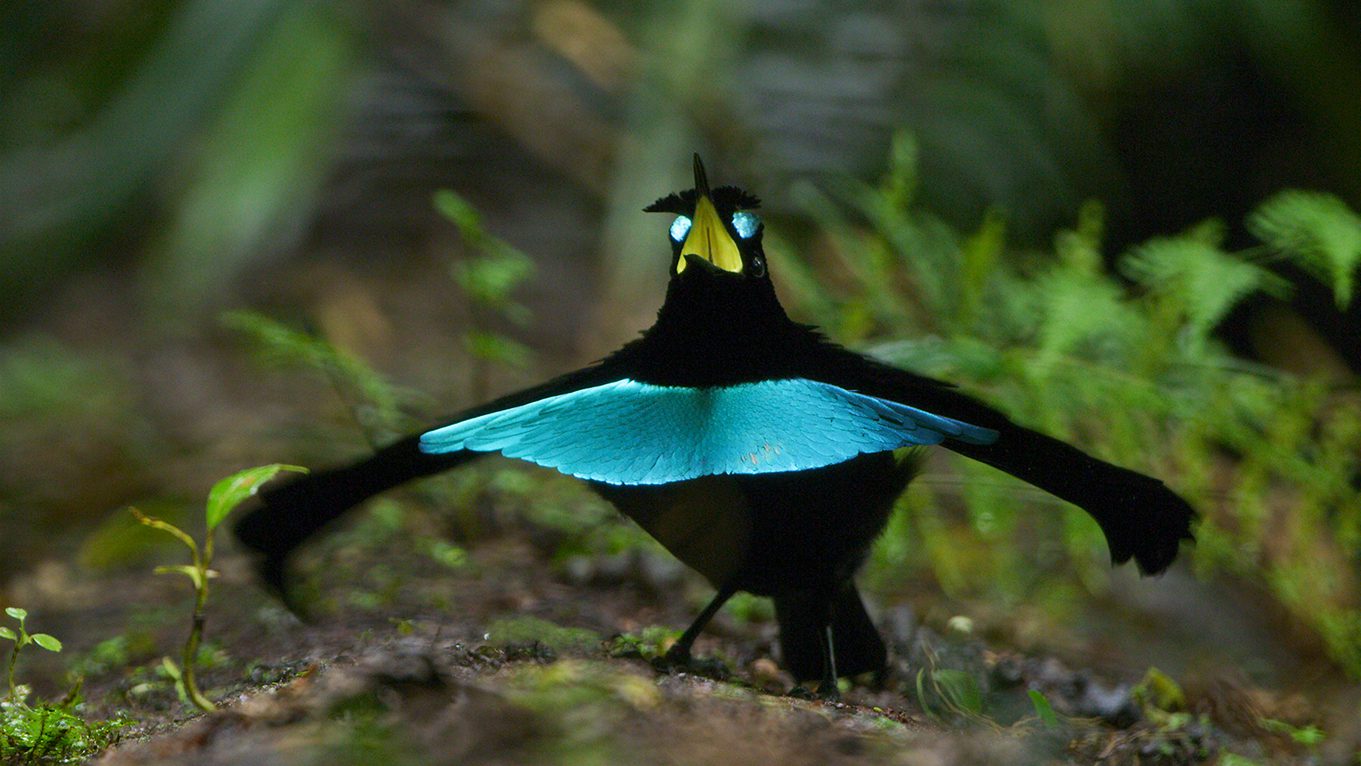 New Vogelkop Superb Bird-Of-Paradise Changes Up the Old Song and Dance.
