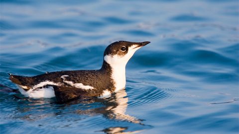 Marbled Murrelet by Kathy Clark