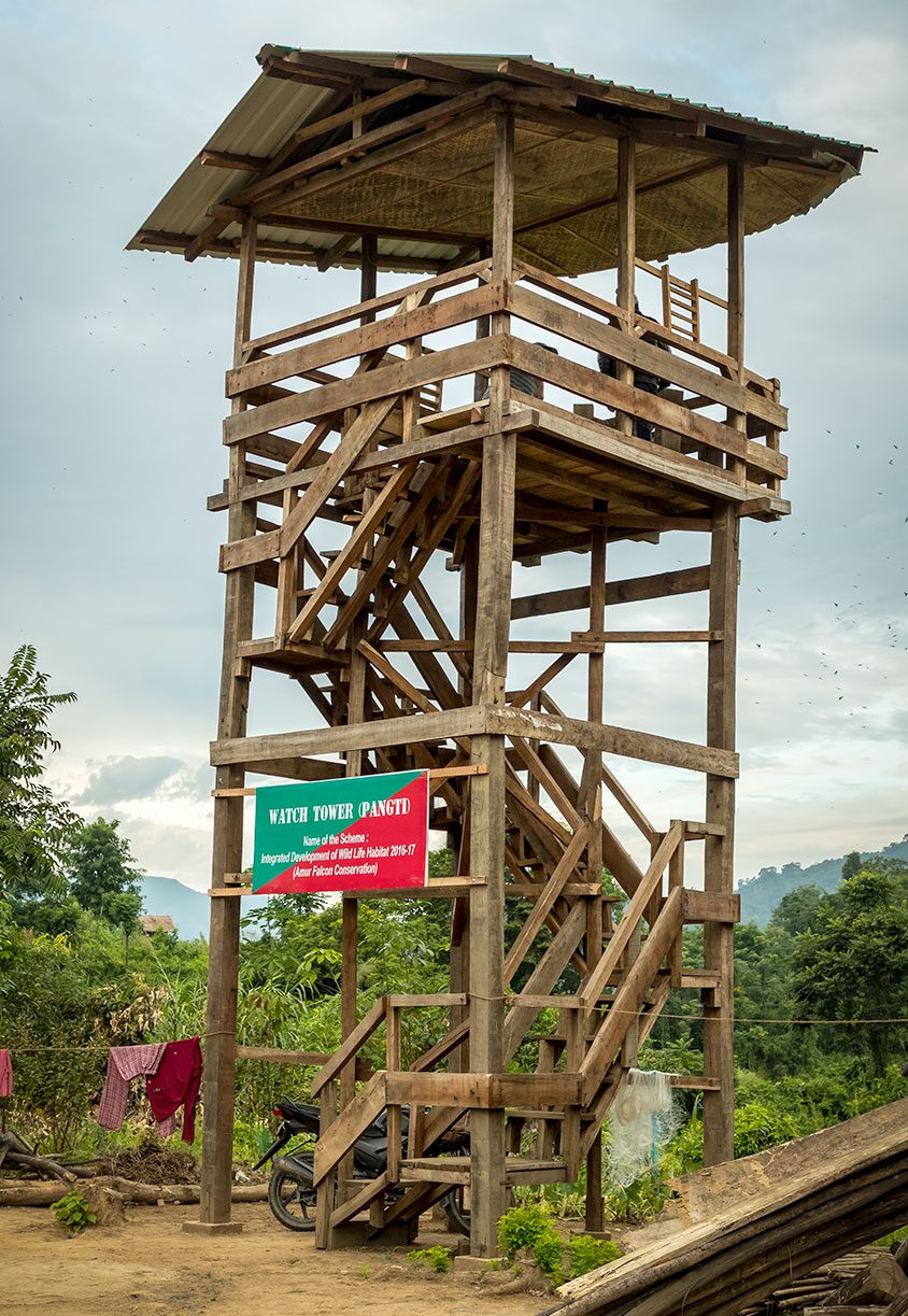 A watchtower near Pangti provides the perfect elevated loft for watching the spectacle of the Amur Falcon gathering. Photo by Kevin Loughlin.