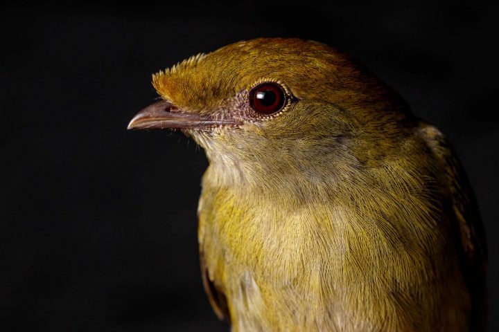 A fêmea do soldadinho exibe cores mais discretas e tem um topete menor. Photo by Gerrit Vyn