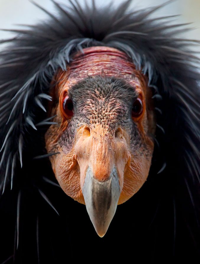 In 1987, the remaining 27 California COndors were caught and a captive breeding program started. Photo by Claudio Contreras/Minden Pictures.
