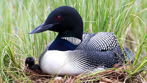 Common Loons avoid predators during breeding season by nesting in secluded spots along lakeshores. Photo by Roberta Olenick.