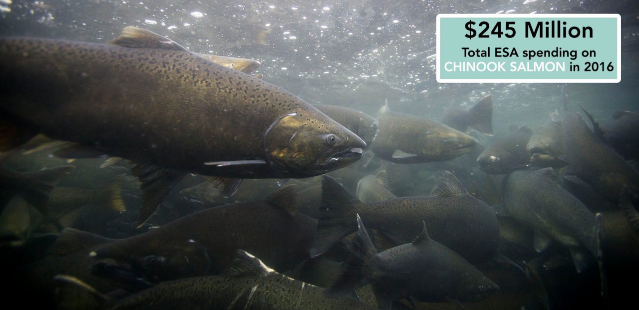 Chinook salmon by Ryan Hagerty/USFWS