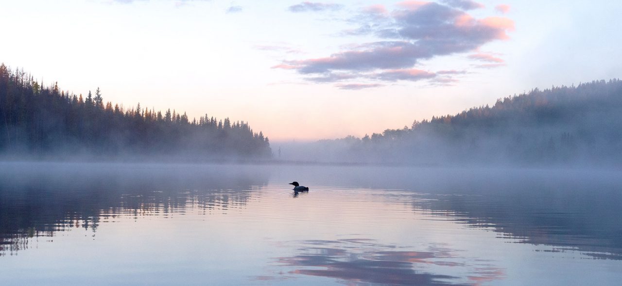 In the quiet hours at dawn and dusk, many North Woods lakes reverberate with the echoes of loon wails and yodels and tremolos, which writer John McPhee described as “the laugh of the deeply insane.” Photo by Roberta Olenick.