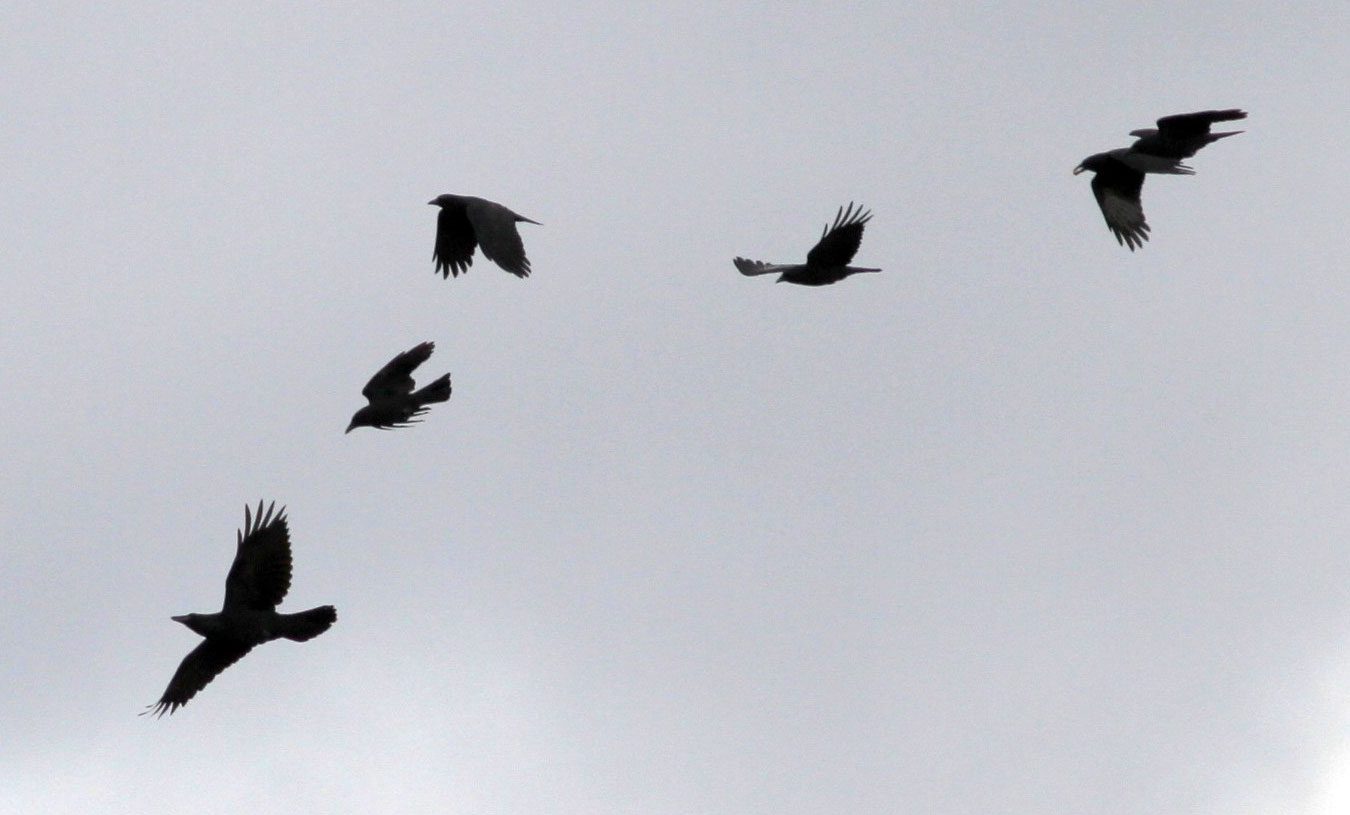 Crows mobbing a Common Raven (far left). Photo by Kevin McGowan.