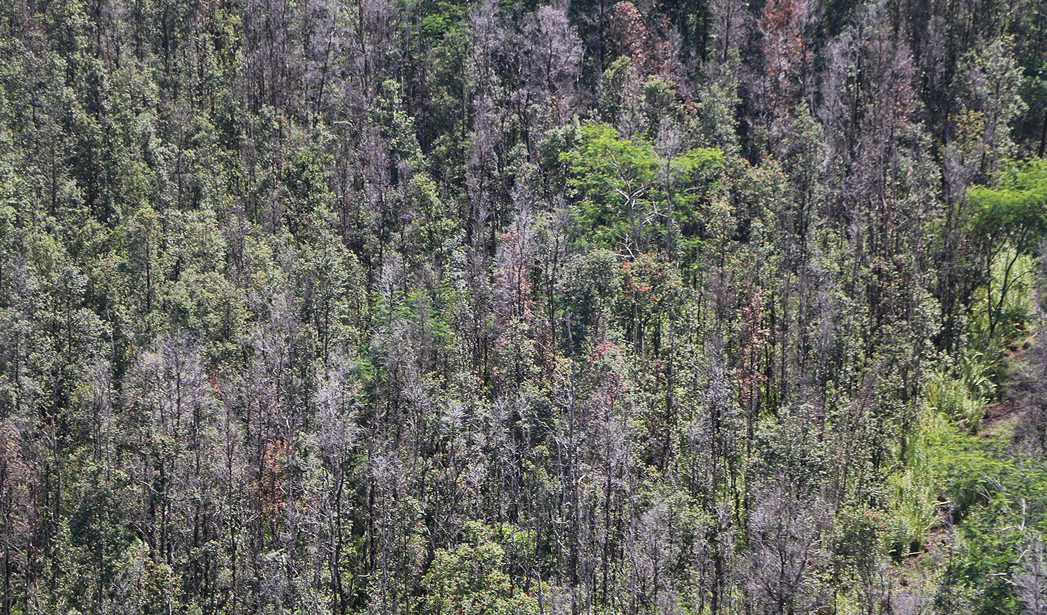 An introduced tree disease—called Rapid Ohia Death (left)—is rapidly spreading across the big island of Hawaii, putting even more pressure on declining Iiwi populations that were already beset by mosquito-borne diseases. Photos courtesy of Hawaii Department of Lands and Natural Resources.