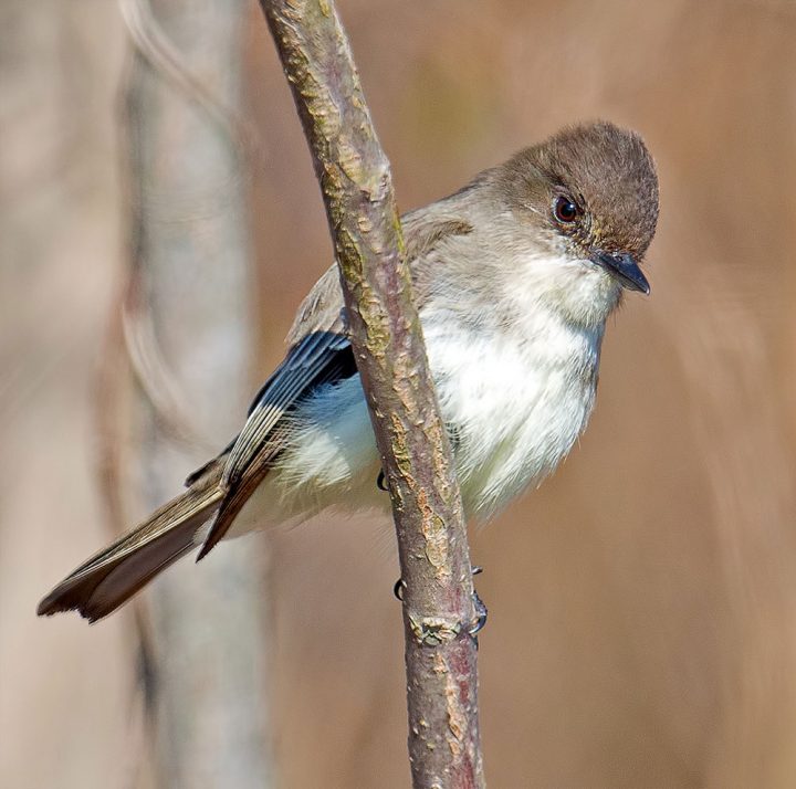 Eastern Phoebes are insect specialists and changes in the environment that affect their food supply could cause the species to decline. Photo by Brian Kushner via Birdshare.