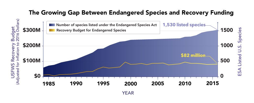 As the number of species listed under the Endangered Species Act has increased over the past three decades, funding for ESA recovery plans has not kept pace. Source: Defenders of Wildlife, Center for Conservation Innovation. Graphic by Bartels Science Illustrator Phil Krzeminski.